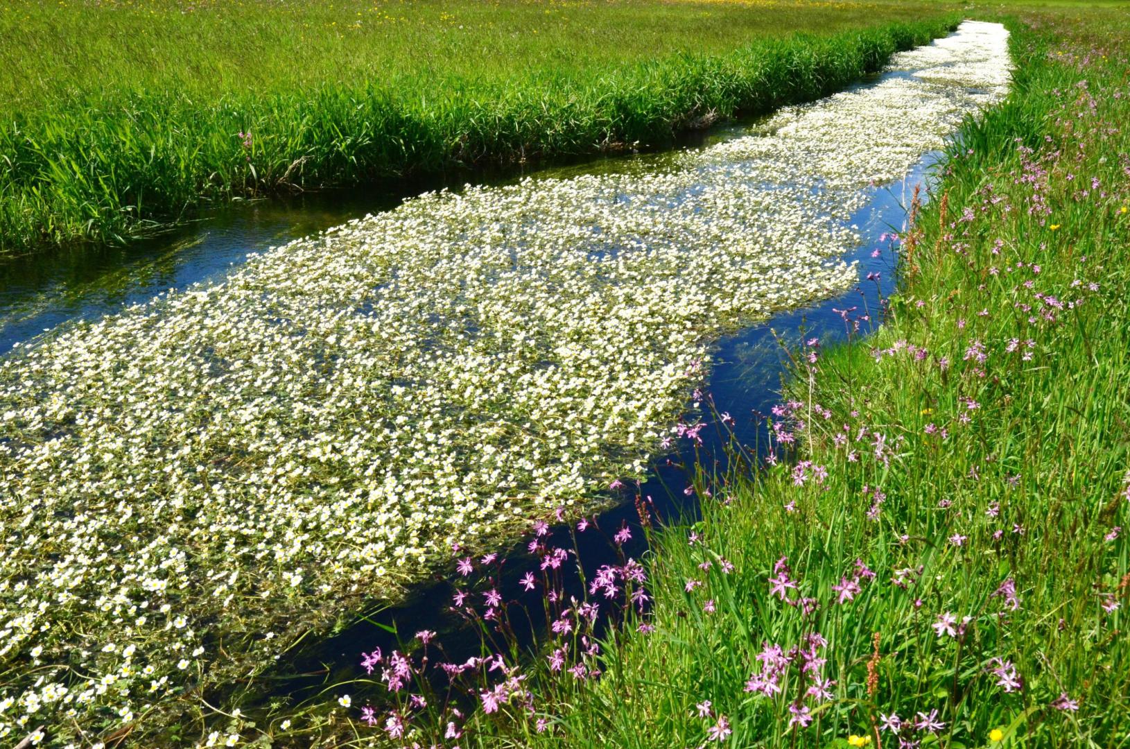 Le ruisseau de fleurs