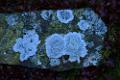 Lichens