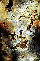 lichen