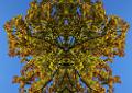 l'automne.photomontage