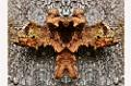 racines.photomontages
