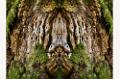 souche.photomontage