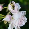 Les roses et l'insecte